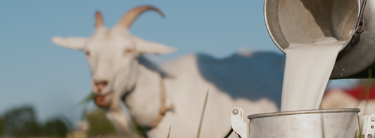 Why Does Goat Milk Soap Feel So Creamy?