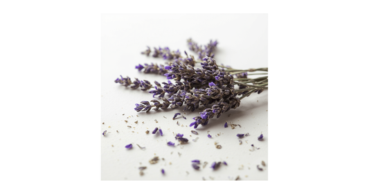 Lavender Flowers (Lavandula angustifolia)