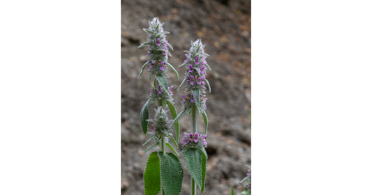 wood betony flowers
