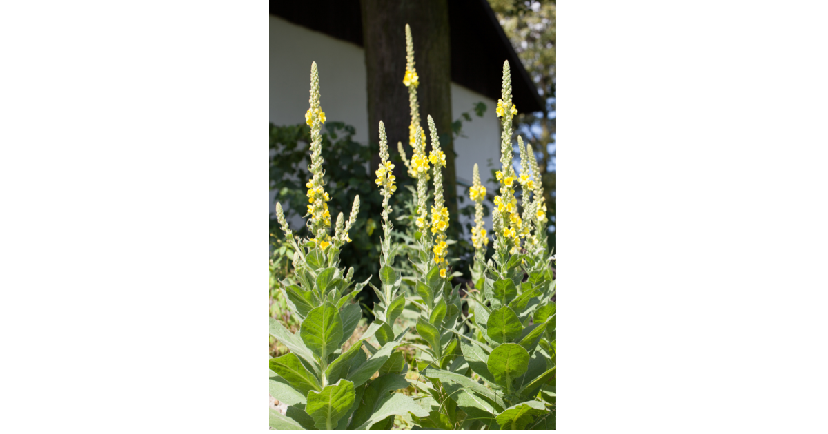 Mullein Leaf (Verbascum thapsus)